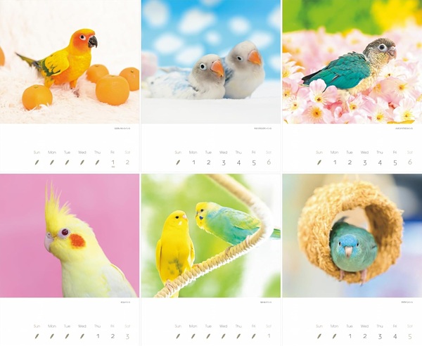 2027年 かわいんこ インコと小鳥のカレンダー | こんぱまるオンライン
